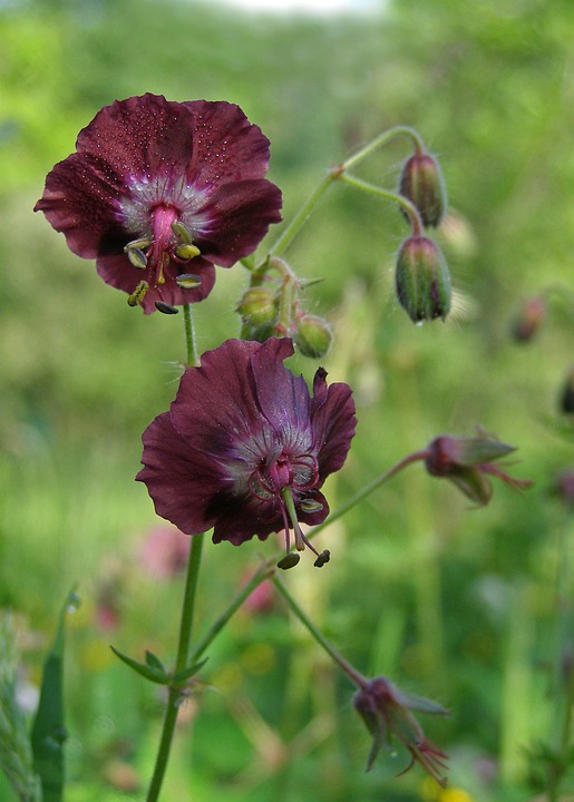 Geranium phaeum - Inheemse bodembedekkende vaste planten kwekerij